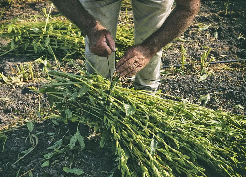 250g Sizilianischer weißer Bio-Sesam aus Ispica, Slow Food Gemeinschaft, per Hand geerntet, vegan