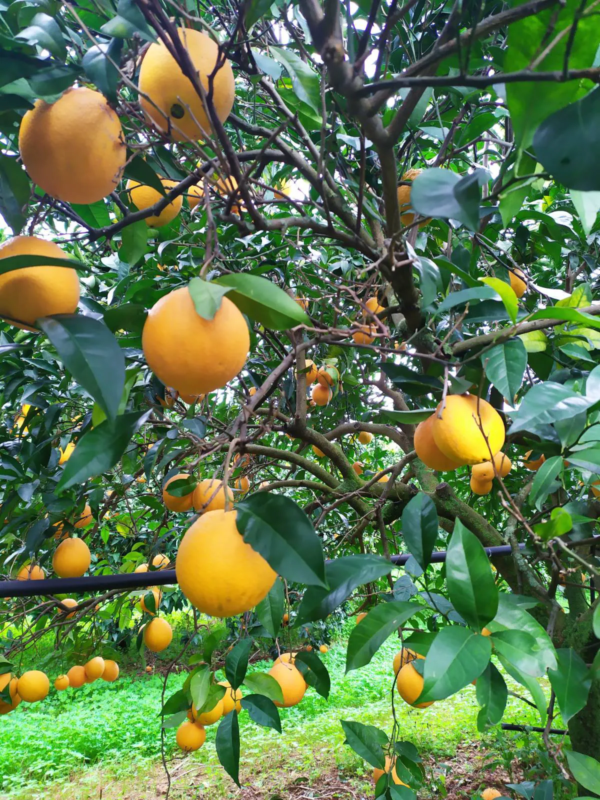 Bio-Orangen aus dem Belíce-Tal, Sizilien (Italien)