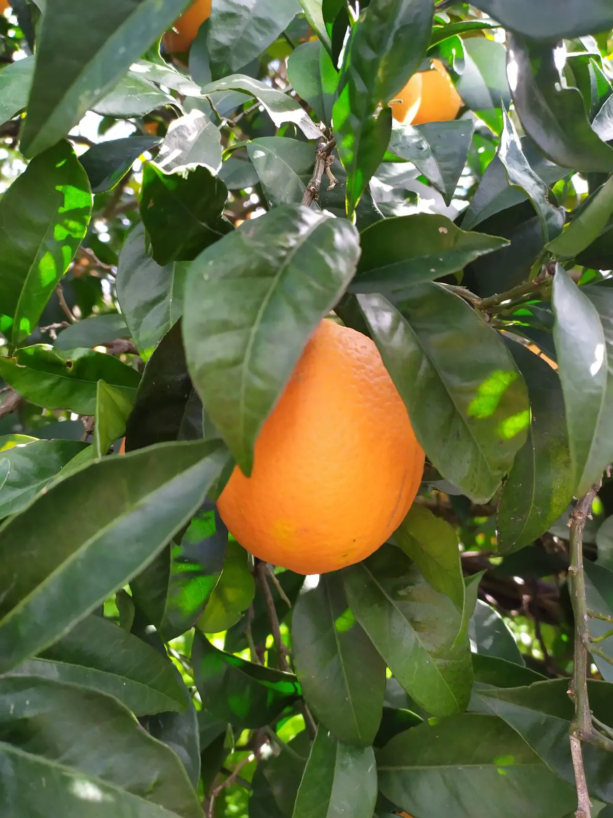 Bio-Orangen aus dem Belíce-Tal, Sizilien (Italien)