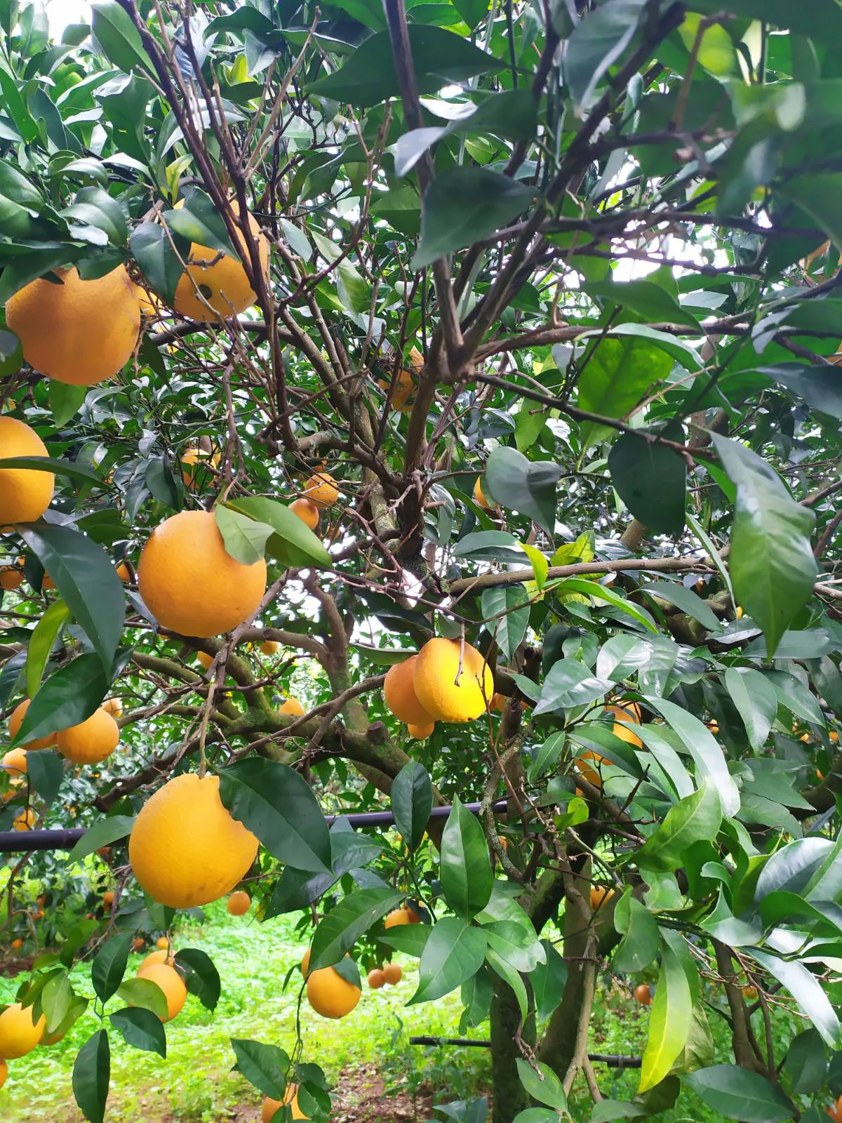 Bio-Orangen aus dem Belíce-Tal, Sizilien (Italien)