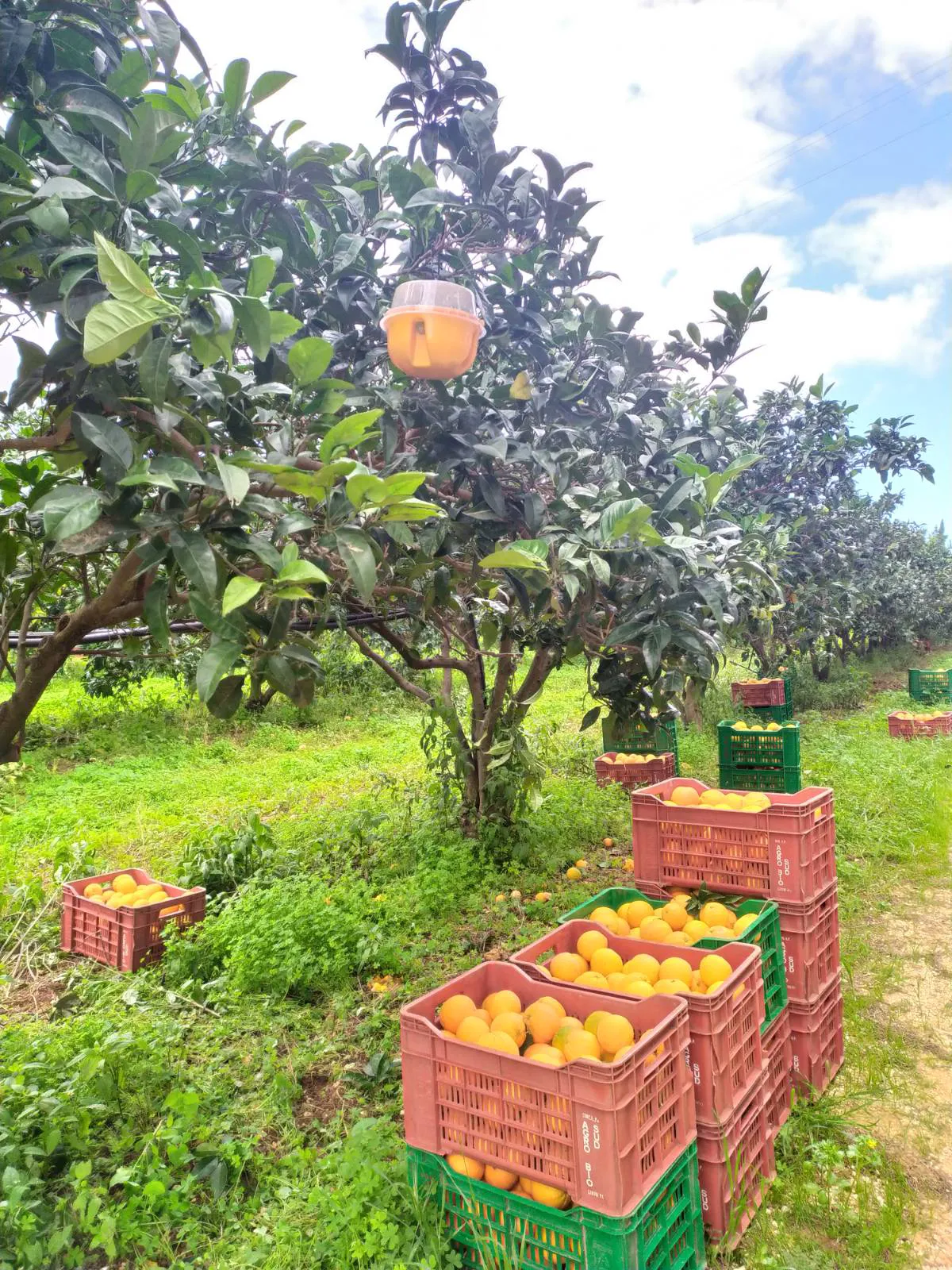 Bio-Orangen aus dem Belíce-Tal, Sizilien (Italien)