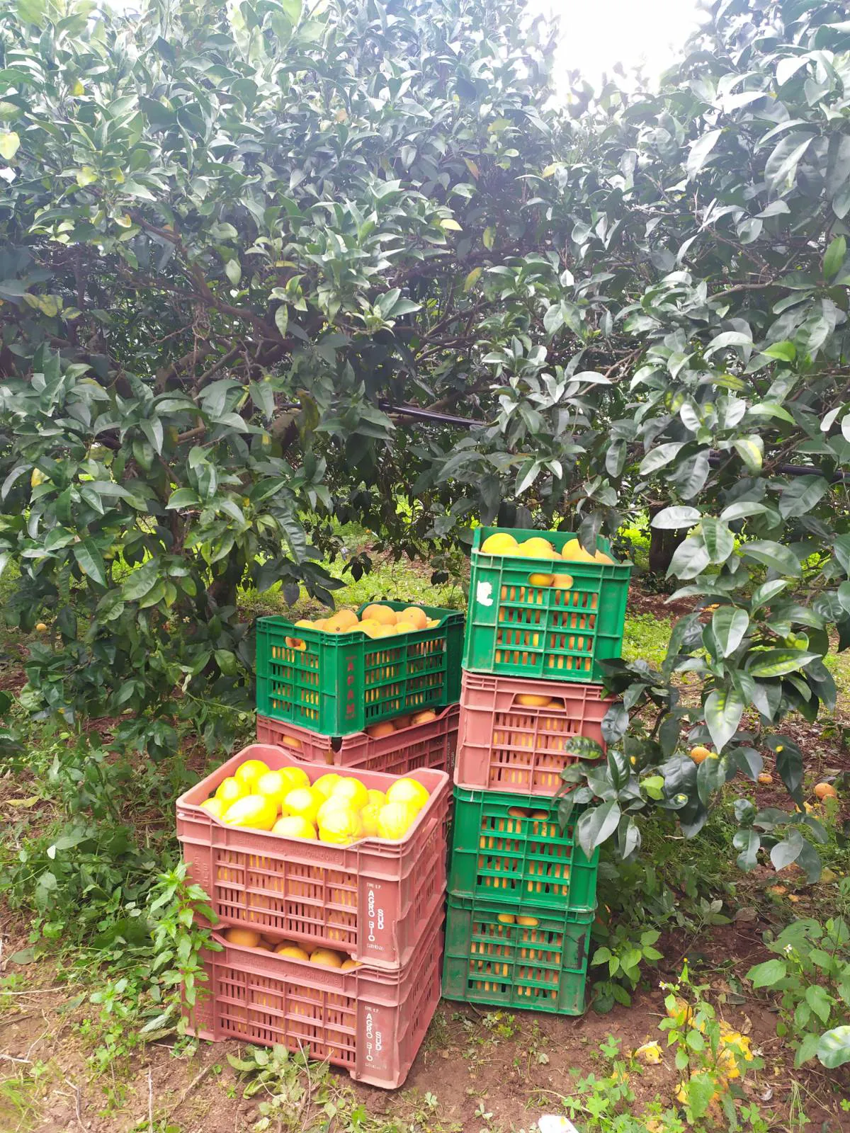 Bio-Orangen aus dem Belíce-Tal, Sizilien (Italien)