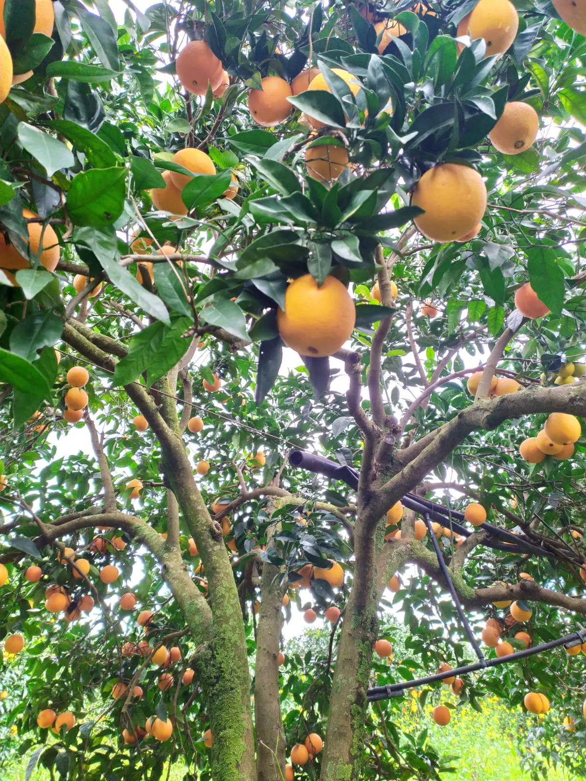 Bio-Orangen aus dem Belíce-Tal, Sizilien (Italien)