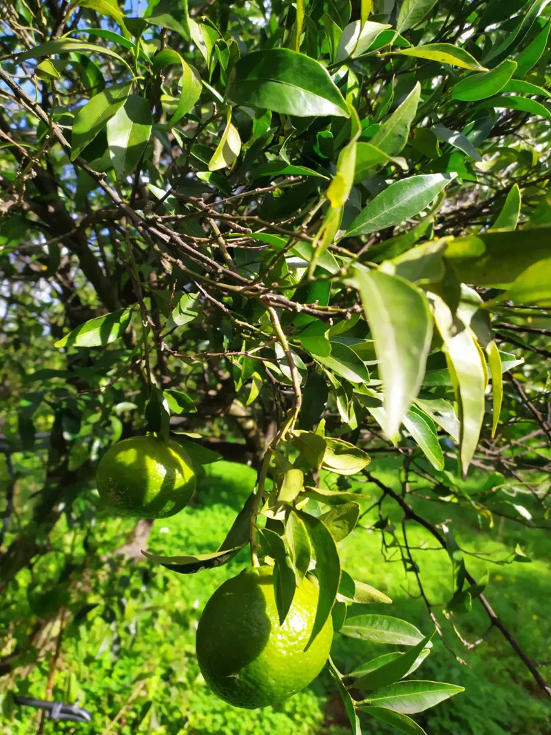 Bio-Zitronen aus dem Belíce-Tal, Sizilien (Italien)