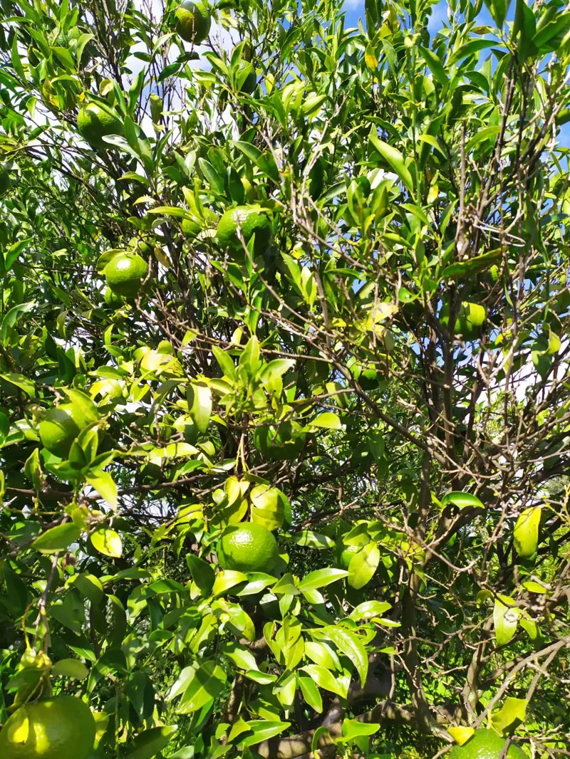 Bio-Zitronen aus dem Belíce-Tal, Sizilien (Italien)