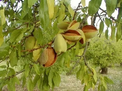 Bio Mandeln Ernte in Modica, Sizilien