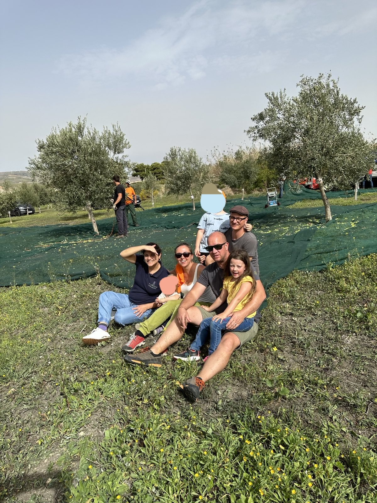 Olivenernte 2024 in Sizilien