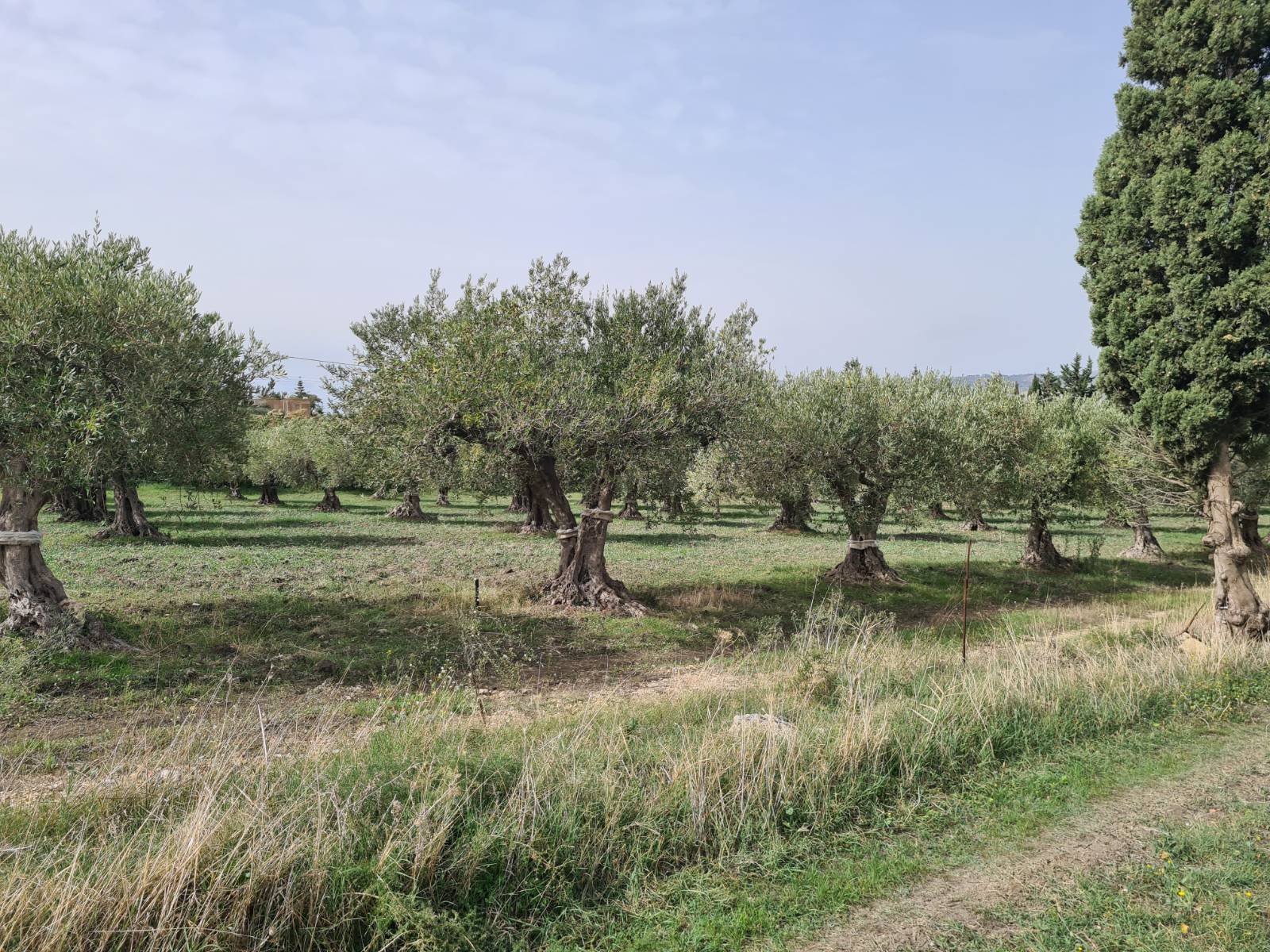 Bio-Olivenhain Sizilien