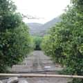 Bio-Farm Sizilien