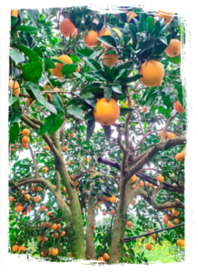Bio-Orangenbäume in Sizilien