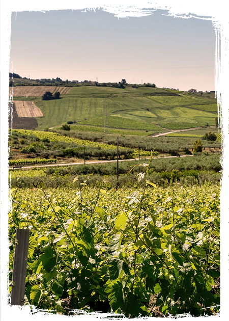 Sizilianische Oliven