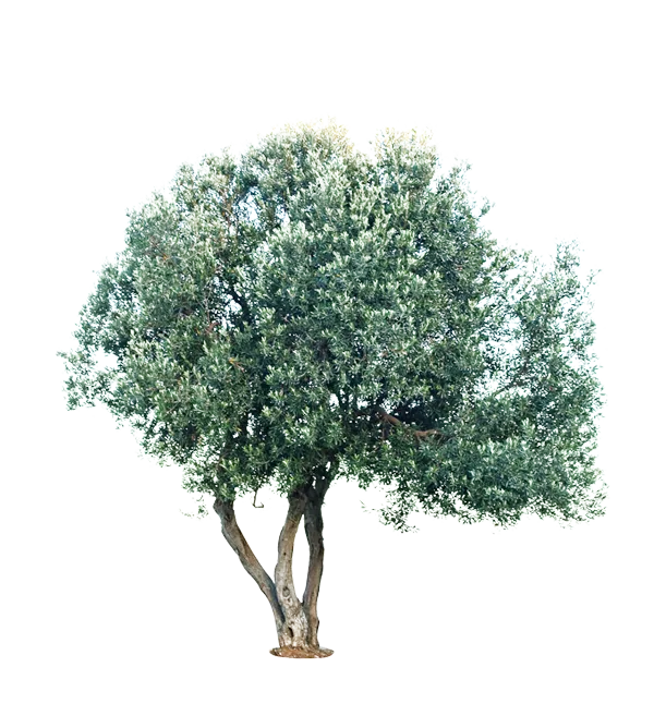 Olivenbaum in Sizilien